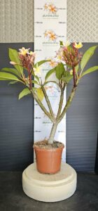 blühende Plumeria