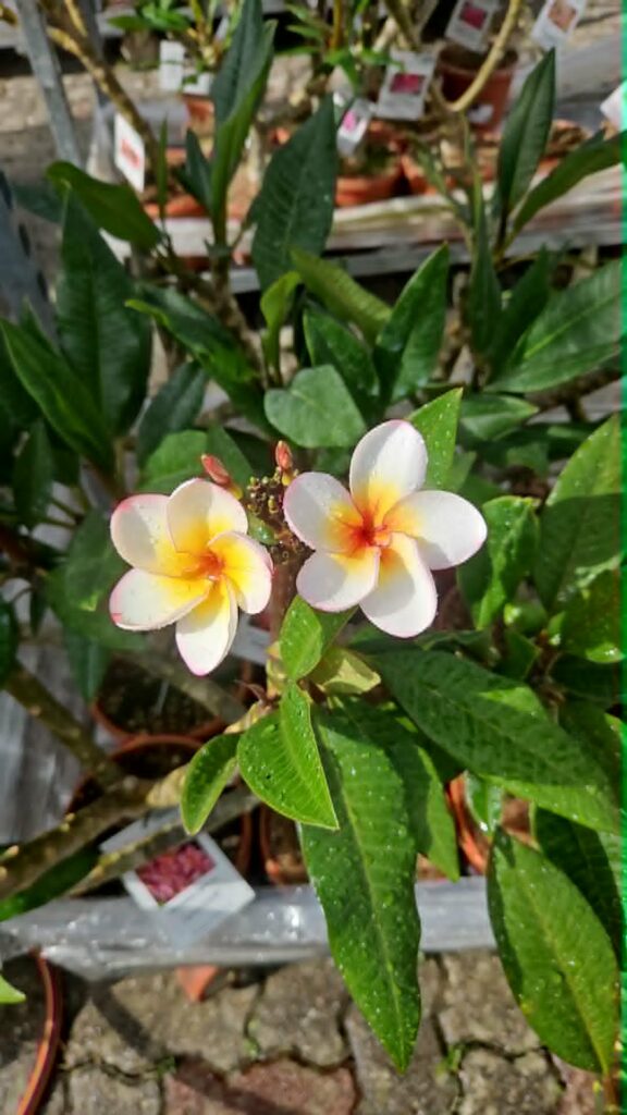 Plumeria rubra "Sun Splash"