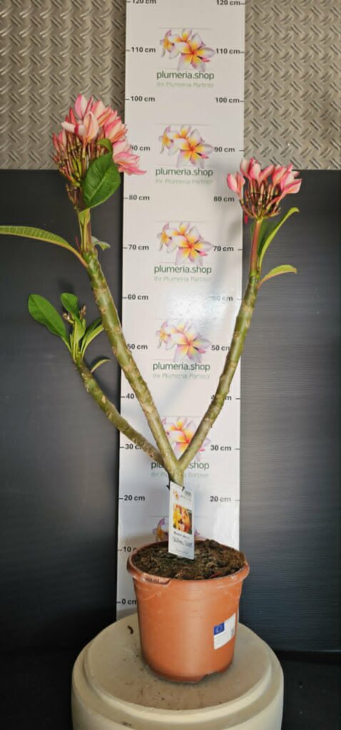 Plumeria rubra „California Sunset“ #16329