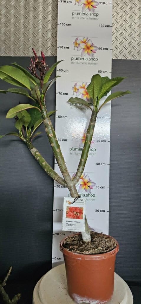 Plumeria rubra „Cardinal“ #16948