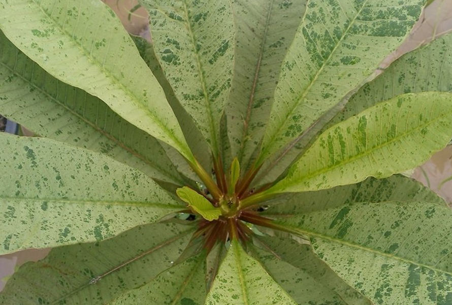 Plumeria rubra "variegated Lai Suer"