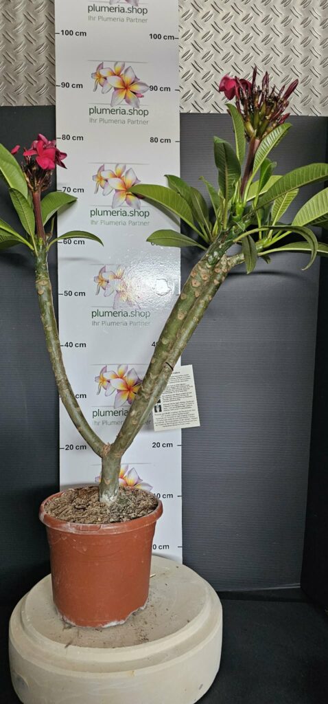 Plumeria rubra „R03“ #16282