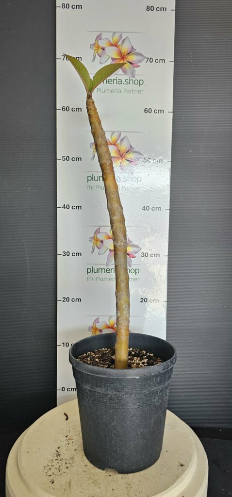 Plumeria rubra "???"