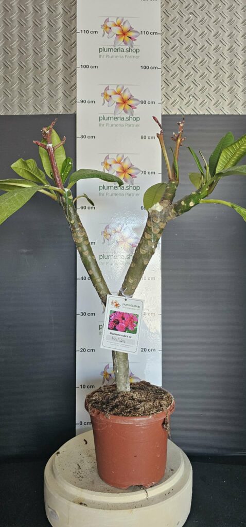 Plumeria rubra "Malika"