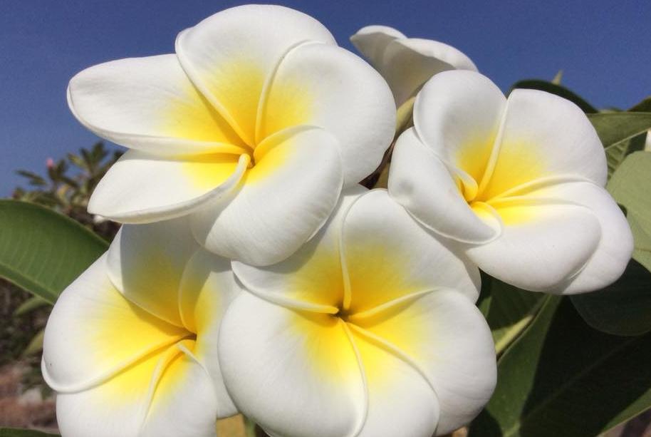 Plumeria Acutifolia