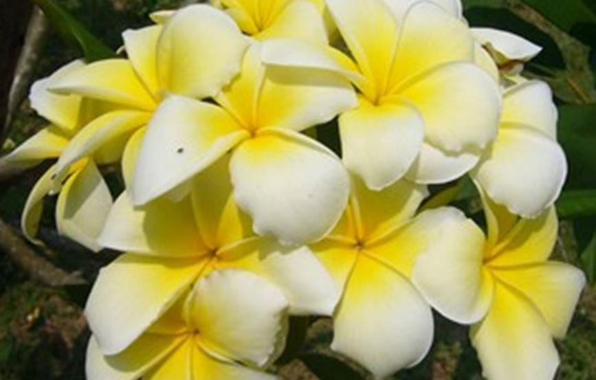 Plumeria rubra "Angel's Touch"