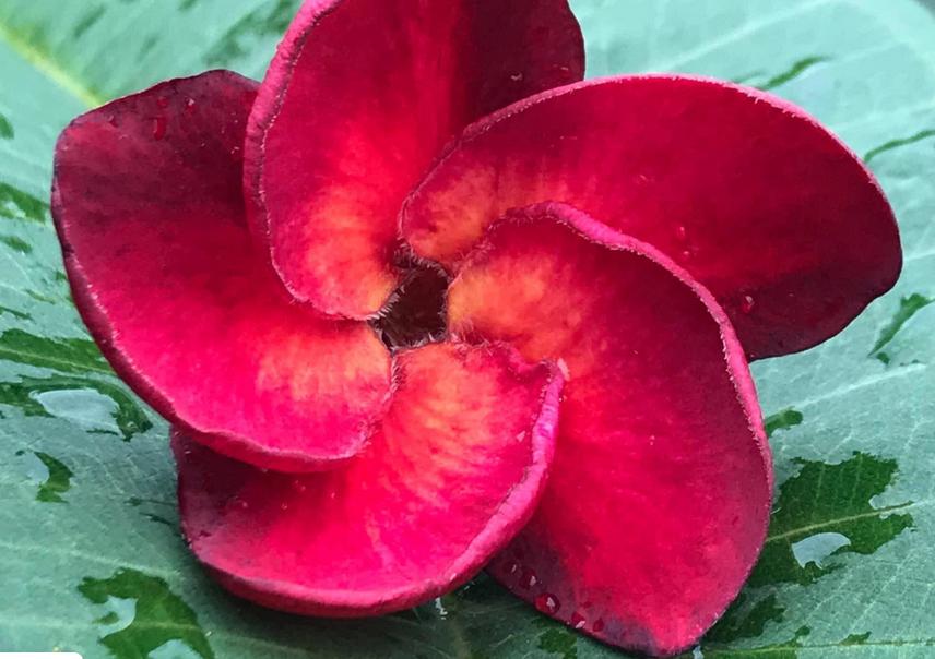 Plumeria rubra "Angry Bird"