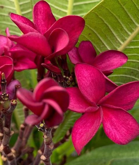 Plumeria rubra "Aussie Red"