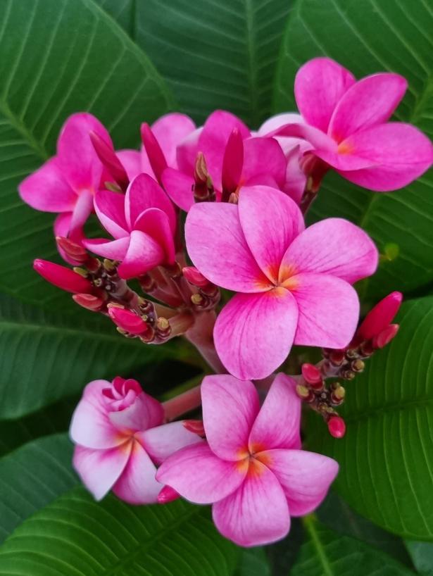 Plumeria rubra "CP Aya Sakura"
