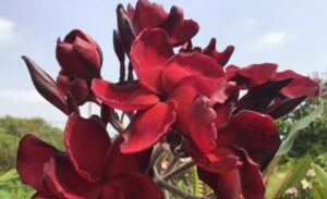 Plumeria rubra "Black Dragon"