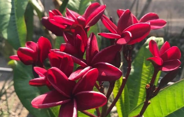 Plumeria rubra "Black Lion"