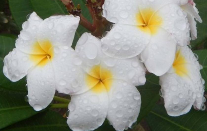 Plumeria rubra "Blizzard"