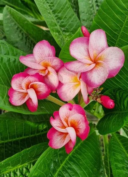 Plumeria rubra "CP Blooming Beauty"