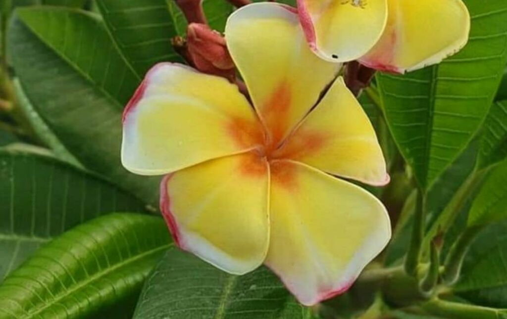 Plumeria rubra "Buttercup"