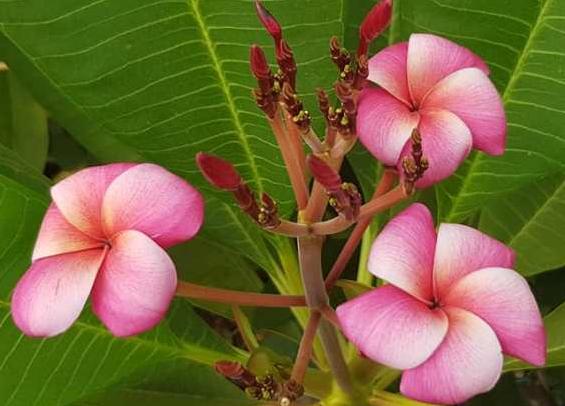 Plumeria rubra "CP Dino"