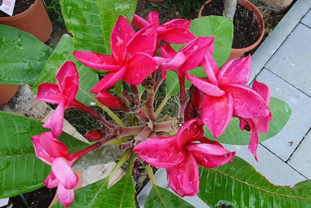 Plumeria rubra "CS3"
