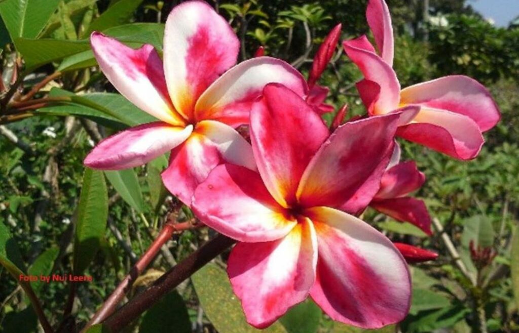 Plumeria rubra "Candy Pink"