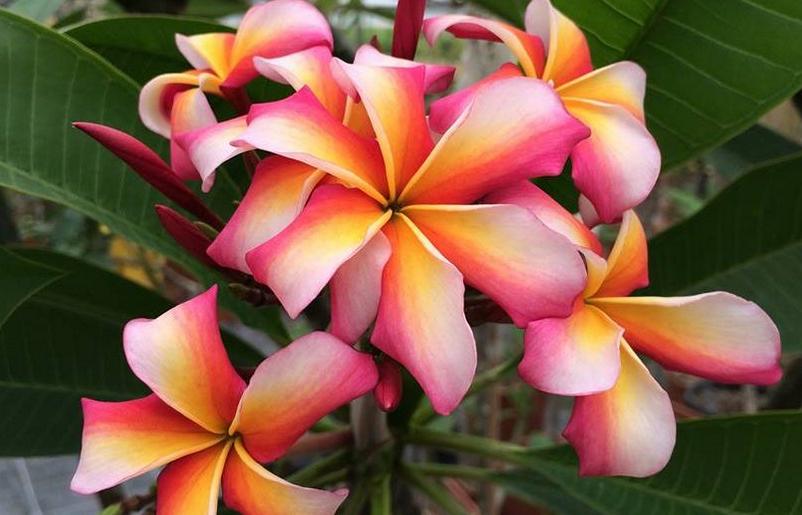 Plumeria rubra "Candy Stripe"
