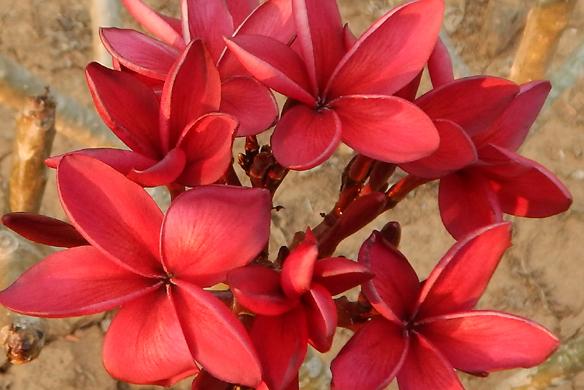 Plumeria rubra "Cardinal"
