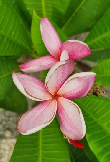 Plumeria rubra "CP Chantra Rosé"