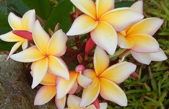 Plumeria rubra "Chiang Mai Girl"