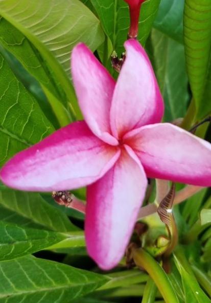 Plumeria rubra "CP Chompoo Mali"