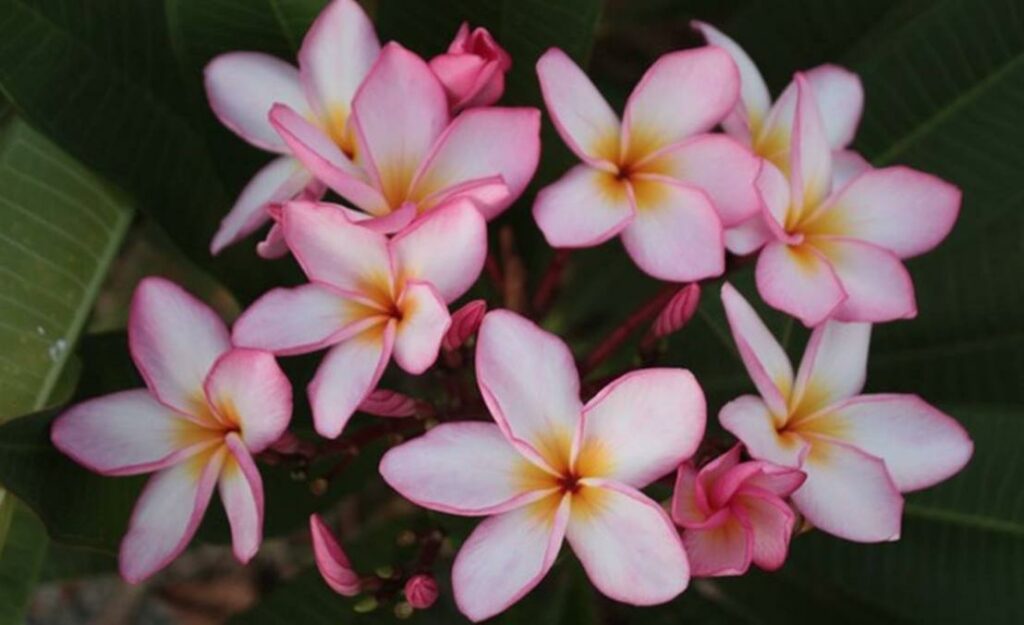 Plumeria rubra "Chompoo See Nuan"