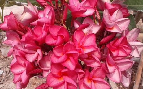 Plumeria rubra "Chompoo Puang Roi" aka "Dwarf Watermelon"