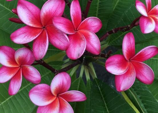 Plumeria rubra "Christina"