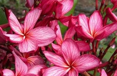 Plumeria rubra "Clare Corre"