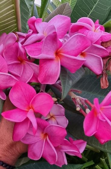 Plumeria rubra "CP Coral Kiss"