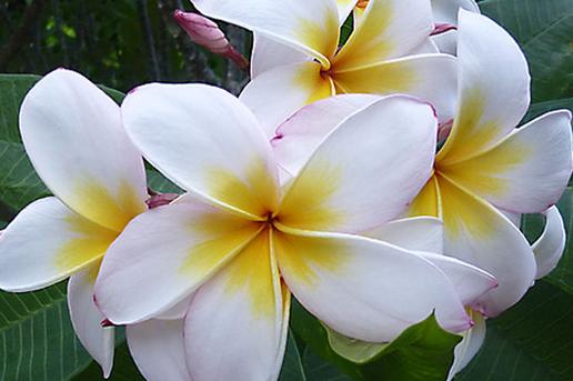 Plumeria rubra "Cosmo"