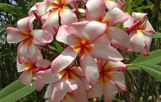Plumeria rubra "Crazy"