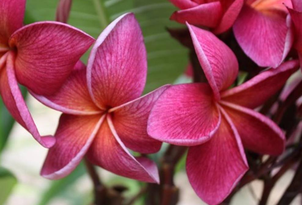 Plumeria rubra "Crimson Beauty"