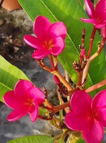 Plumeria rubra "Cuba #2"