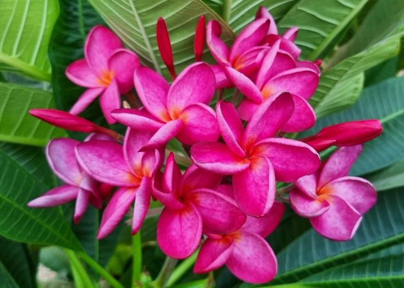 Plumeria rubra "CP Darunee Chompoo"