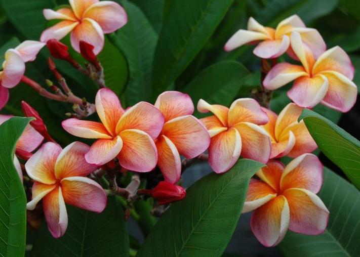 Plumeria rubra "Desert Sunrise"