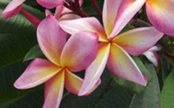 Plumeria rubra "Diva"