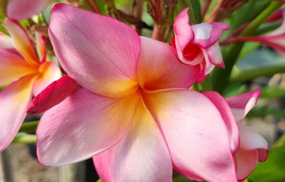 Plumeria rubra "CP Dok Fan"