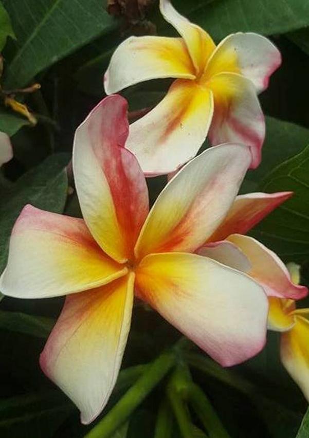 Plumeria rubra "Dragon Tears"