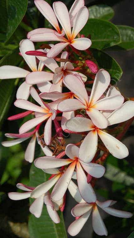 Plumeria obtusa "Dwarf Singapore Pink"