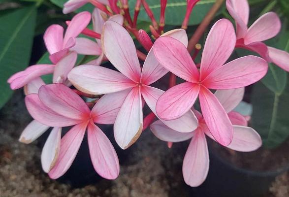 Plumeria rubra "Dwarf Star Bright"