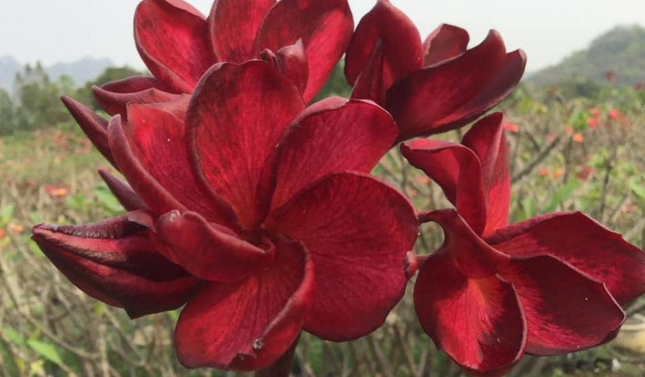 Plumeria rubra "Ebony Princess"