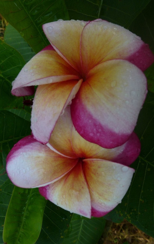 Plumeria rubra "Eclipse"