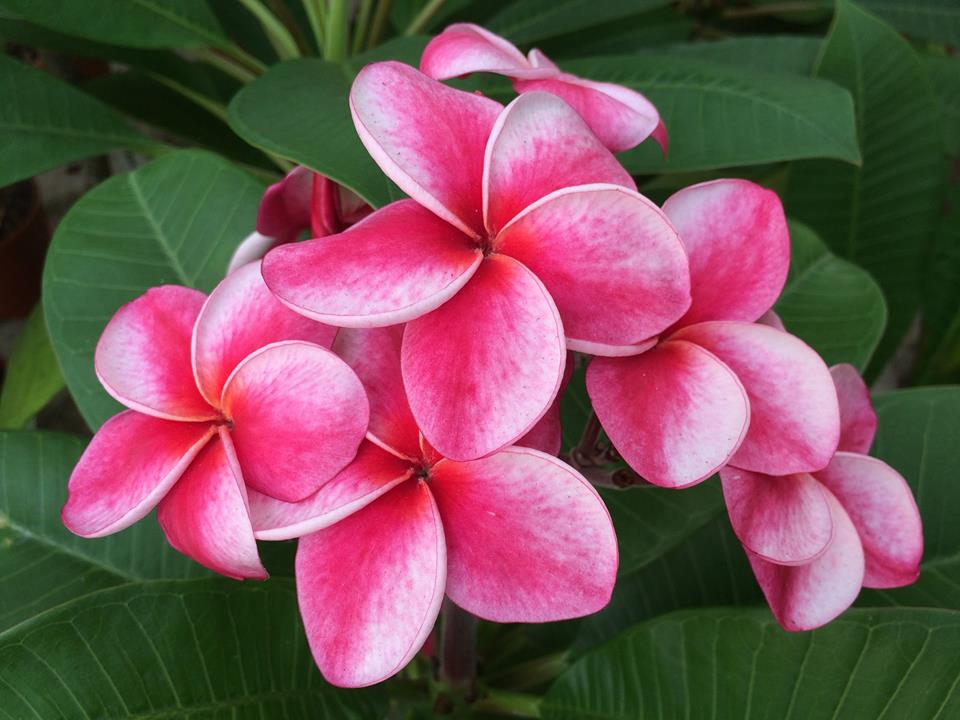 Plumeria rubra "Elsie"