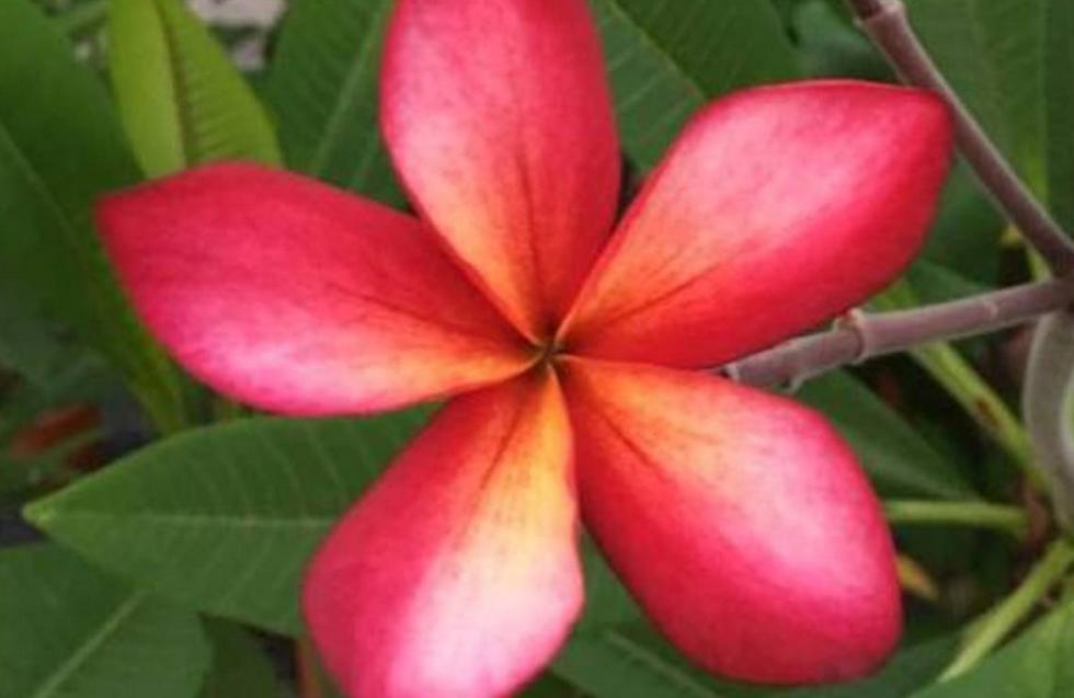 Plumeria rubra "Etna Fire"