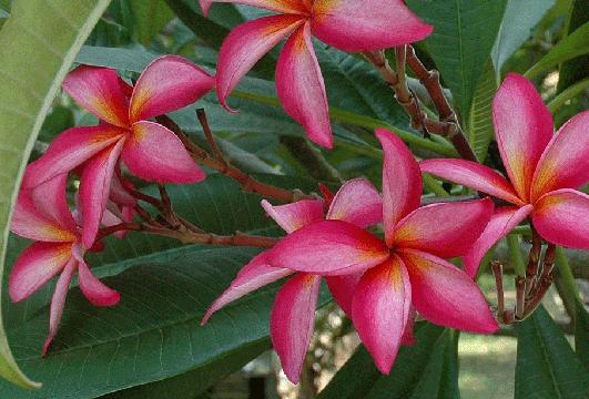 Plumeria rubra "Exotica"