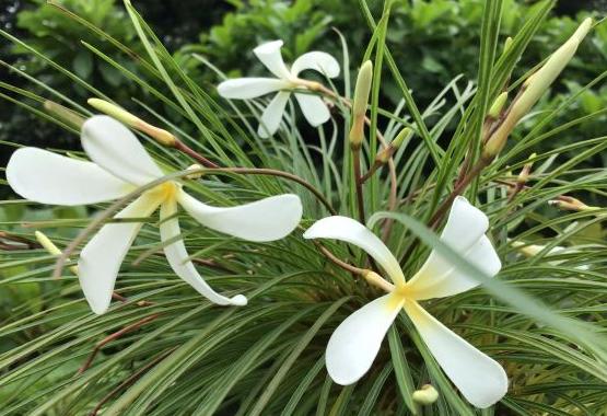 Plumeria Filifolia