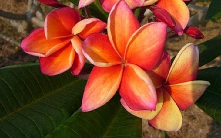 Plumeria rubra "Firestorm"