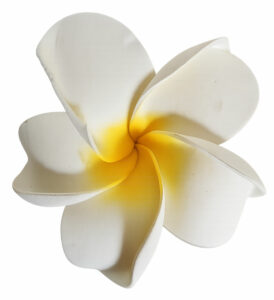 Frangipani Schaumblüte 11,5cm Durchmesser